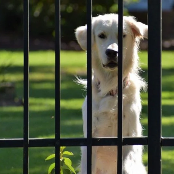 How to Stop Pet Escapes Before They Happen