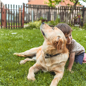 Keeping Your Loved Ones Safe Child and Pet-Proofing Your Gates